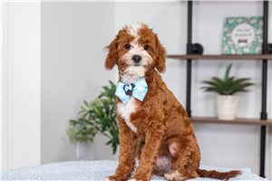 Issac - Cavapoo for sale