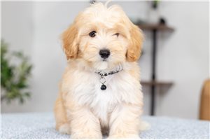 Gibson - Malti Poo - Maltipoo for sale