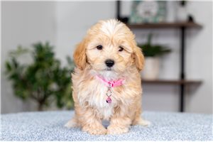 Rosie - Malti Poo - Maltipoo for sale