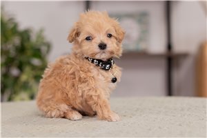 Ziggy - puppy for sale