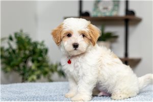 Marston - Malti Poo - Maltipoo for sale