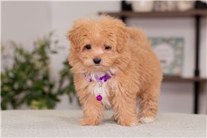 Zoey - Malti Poo - Maltipoo for sale