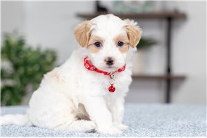 Marston - puppy for sale