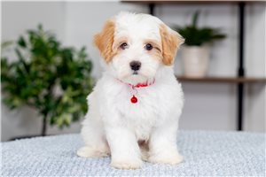 Marston - Malti Poo - Maltipoo for sale