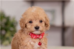 Zolan - puppy for sale