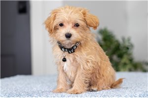 Ziggy - Malti Poo - Maltipoo for sale