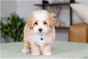Oliver - Malti Poo - Maltipoo for sale