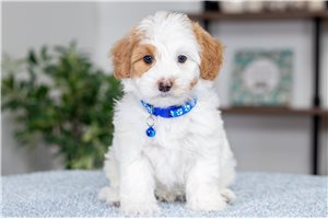 Clifford - puppy for sale