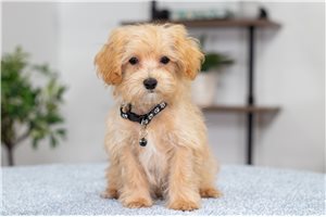 Ziggy - Malti Poo - Maltipoo for sale