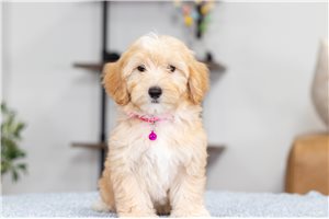 Rosie - Malti Poo - Maltipoo for sale