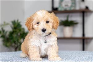Gibson - Malti Poo - Maltipoo for sale