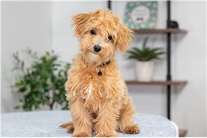 Ziggy - Malti Poo - Maltipoo for sale