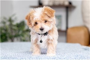 Arnold - Malti Poo - Maltipoo for sale