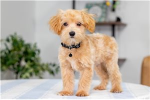 Ziggy - Malti Poo - Maltipoo for sale