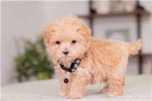 Ziggy - Malti Poo - Maltipoo for sale