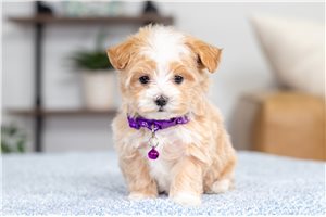 Nettle - Malti Poo - Maltipoo for sale