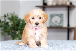 Rosie - puppy for sale