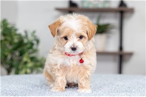 Nixon - Malti Poo - Maltipoo for sale