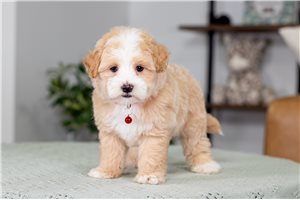 Owen - Malti Poo - Maltipoo for sale
