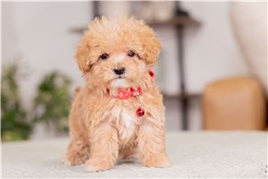 Zolan - Malti Poo - Maltipoo for sale