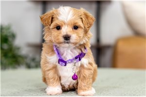 Agatha - Malti Poo - Maltipoo for sale
