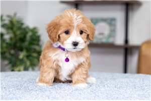 Layla - puppy for sale