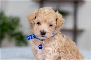 Murdock - Malti Poo - Maltipoo for sale