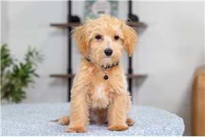 Ziggy - Malti Poo - Maltipoo for sale