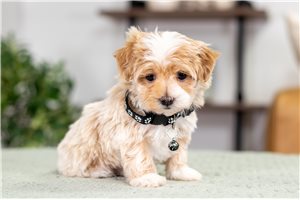 Arnold - puppy for sale