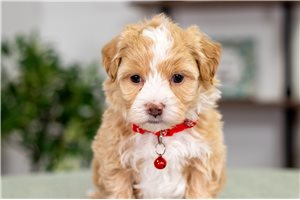 Allen - Malti Poo - Maltipoo for sale