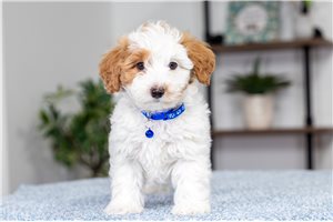 Clifford - Malti Poo - Maltipoo for sale