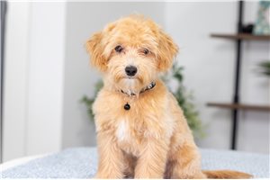 Ziggy - Malti Poo - Maltipoo for sale