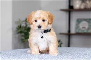 Gibson - Malti Poo - Maltipoo for sale