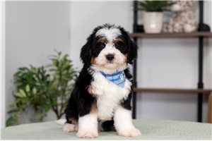 Winston - puppy for sale