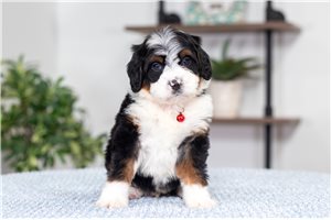 Auzzie - puppy for sale