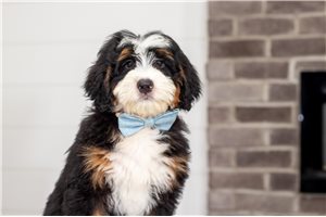 Benji - puppy for sale