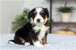 Kara - Mini Bernedoodle for sale