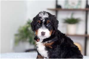 Jacob - puppy for sale