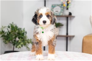 Layla - Bernedoodle, Mini for sale