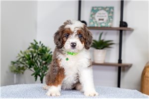 Natasha - Bernedoodle, Mini for sale