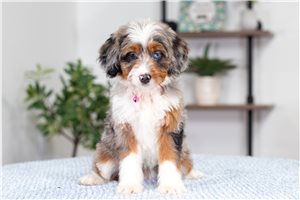 Lily - Bernedoodle, Mini for sale