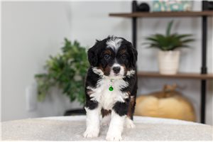 Vivienne - Mini Bernedoodle for sale
