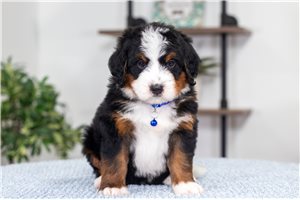 Berry - puppy for sale