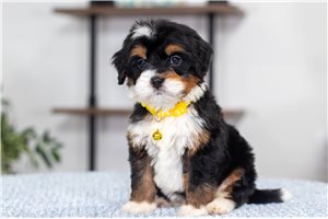 Anya - puppy for sale