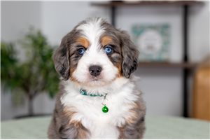 Wade - puppy for sale