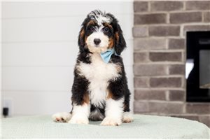 Bella - Bernedoodle, Mini for sale
