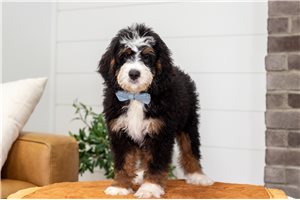 Boston - Bernedoodle, Mini for sale