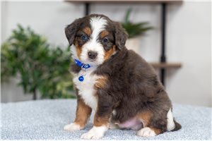 Keith - puppy for sale