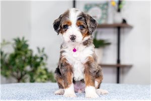 Luna - Bernedoodle, Mini for sale