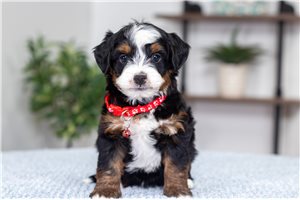 Mercer - puppy for sale